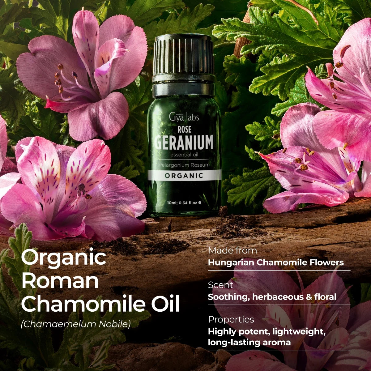 Organic Rose Geranium Essential Oil - 0.34 Fl Oz - for Skin, Hair, Diffuser, Aromatherapy, DIY Candle Making Scents
