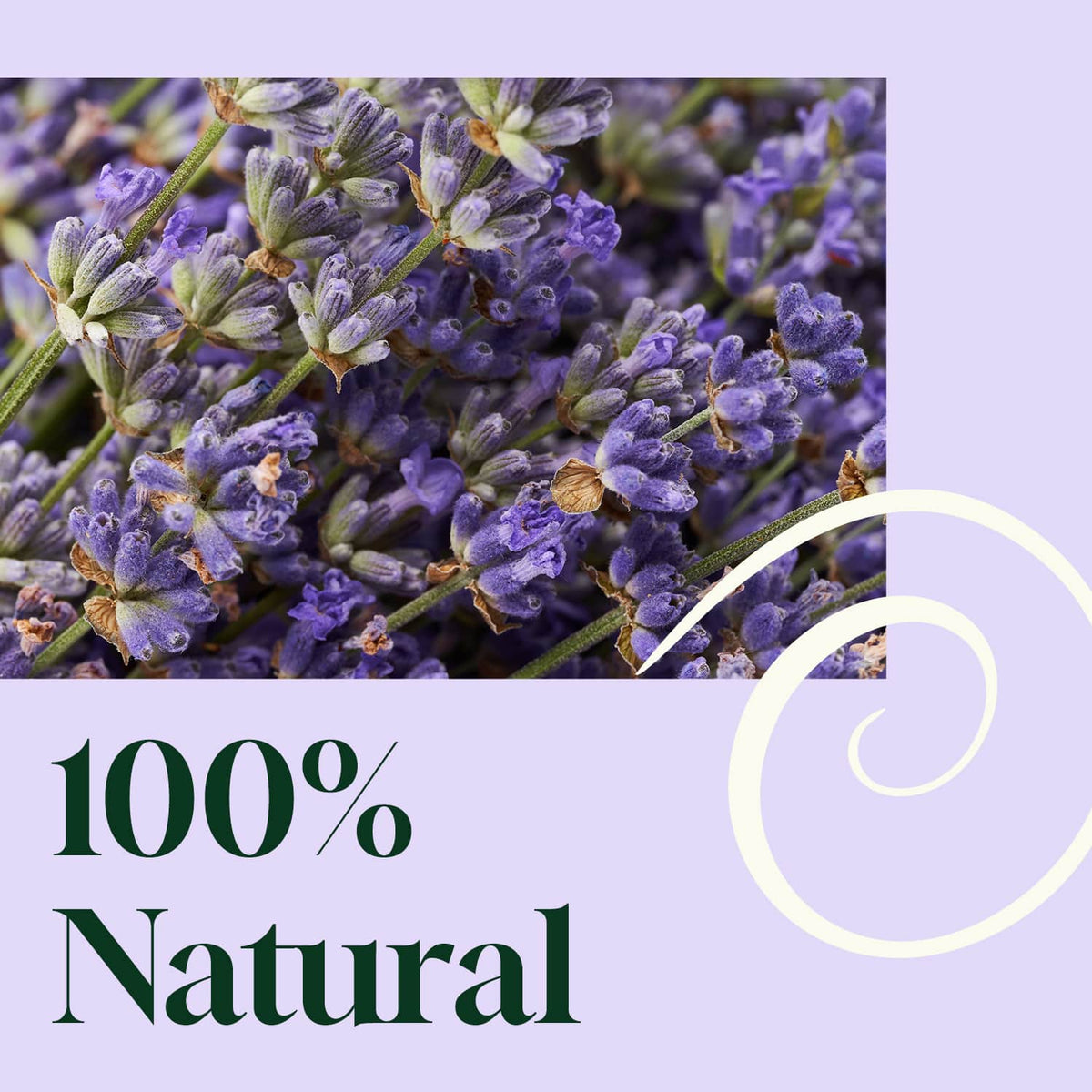 Fresh purple lavender flowers above green text reading 100% Natural