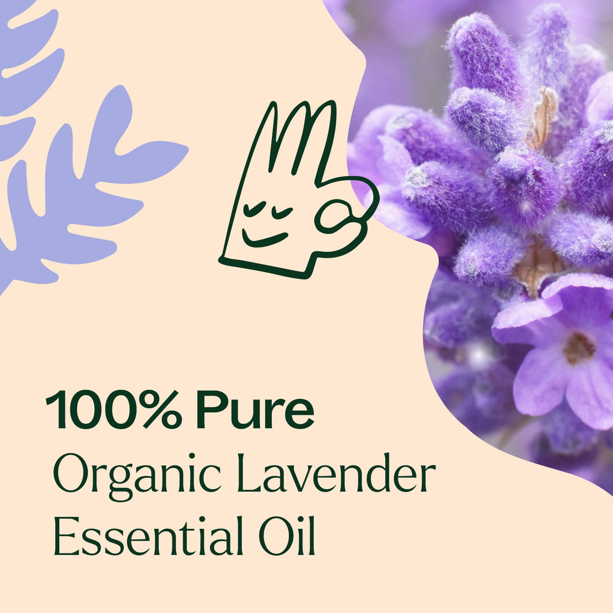 Close-up of dried lavender buds overlaid with beige graphic showing hand illustration and purity text